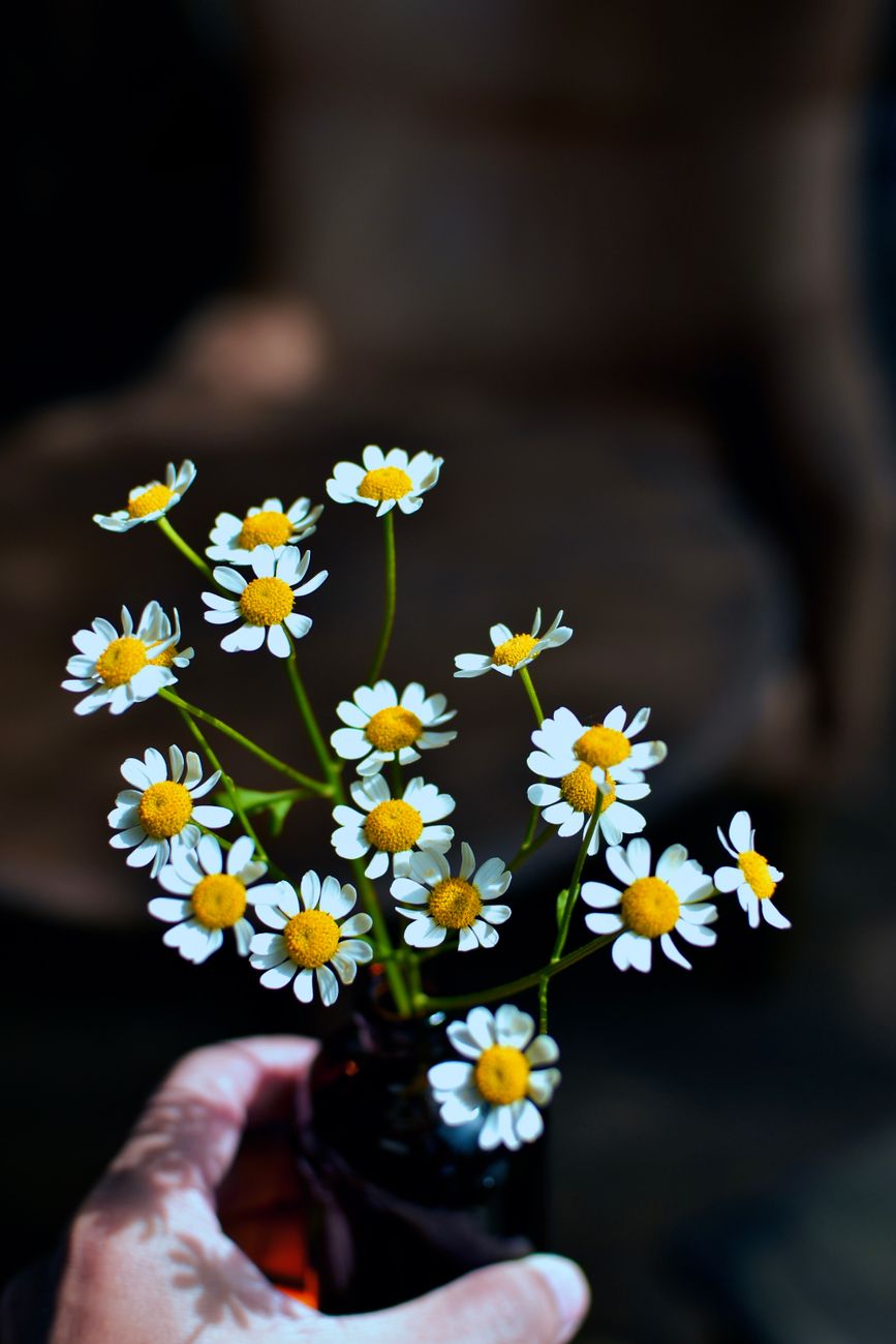 Fotografia: Nechtík lekársky (Calendula officinalis)