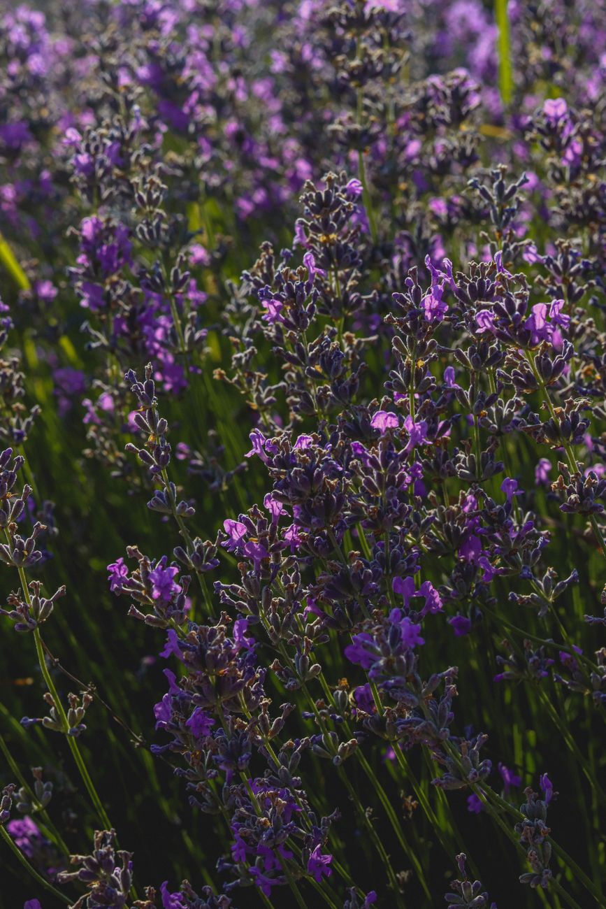 Fotografia: Levanduľa (Lavandula angustifolia)